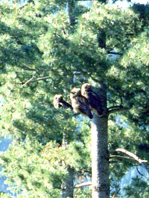 Trio of great horned owls