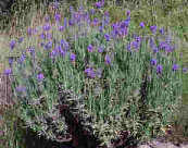 Lavender Munstead