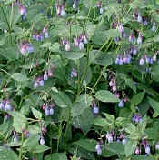 Mertensia paniculata