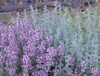 Thymus rose scented